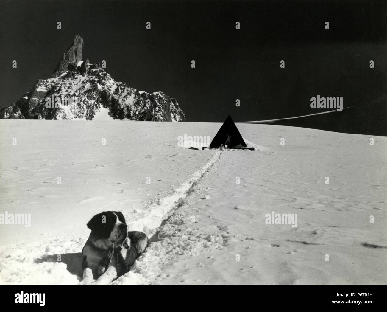 San Bernardo cane sulla montagna, 1970s Foto Stock