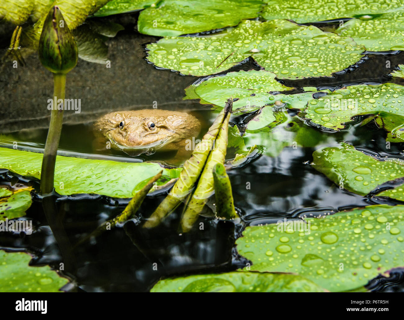 Toad peeking fuori dall'acqua. Rospo asiatico di close-up. La fauna selvatica sfondo animale Foto Stock
