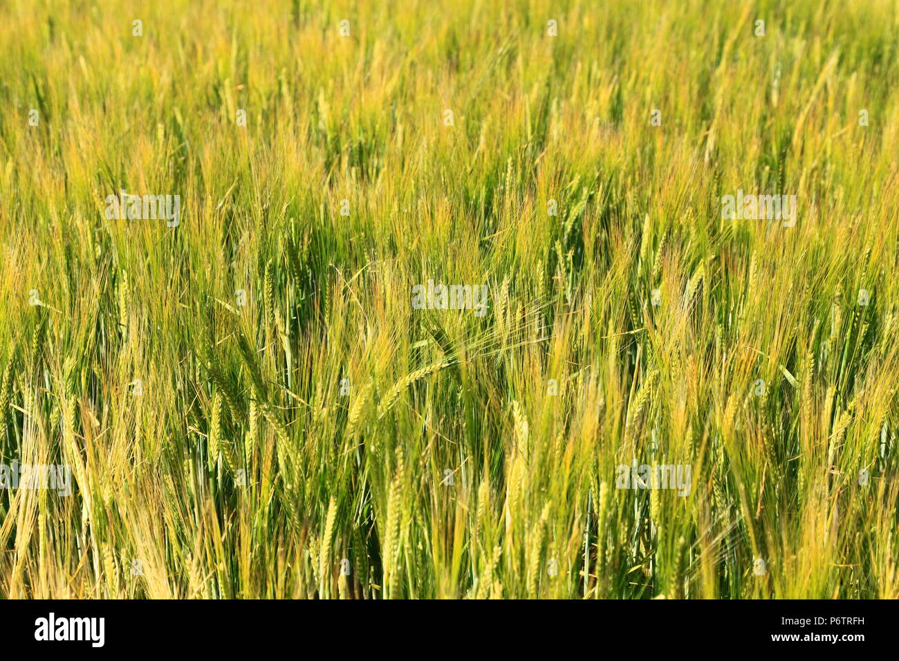 Orzo, di piante coltivate agricole, dettaglio Foto Stock