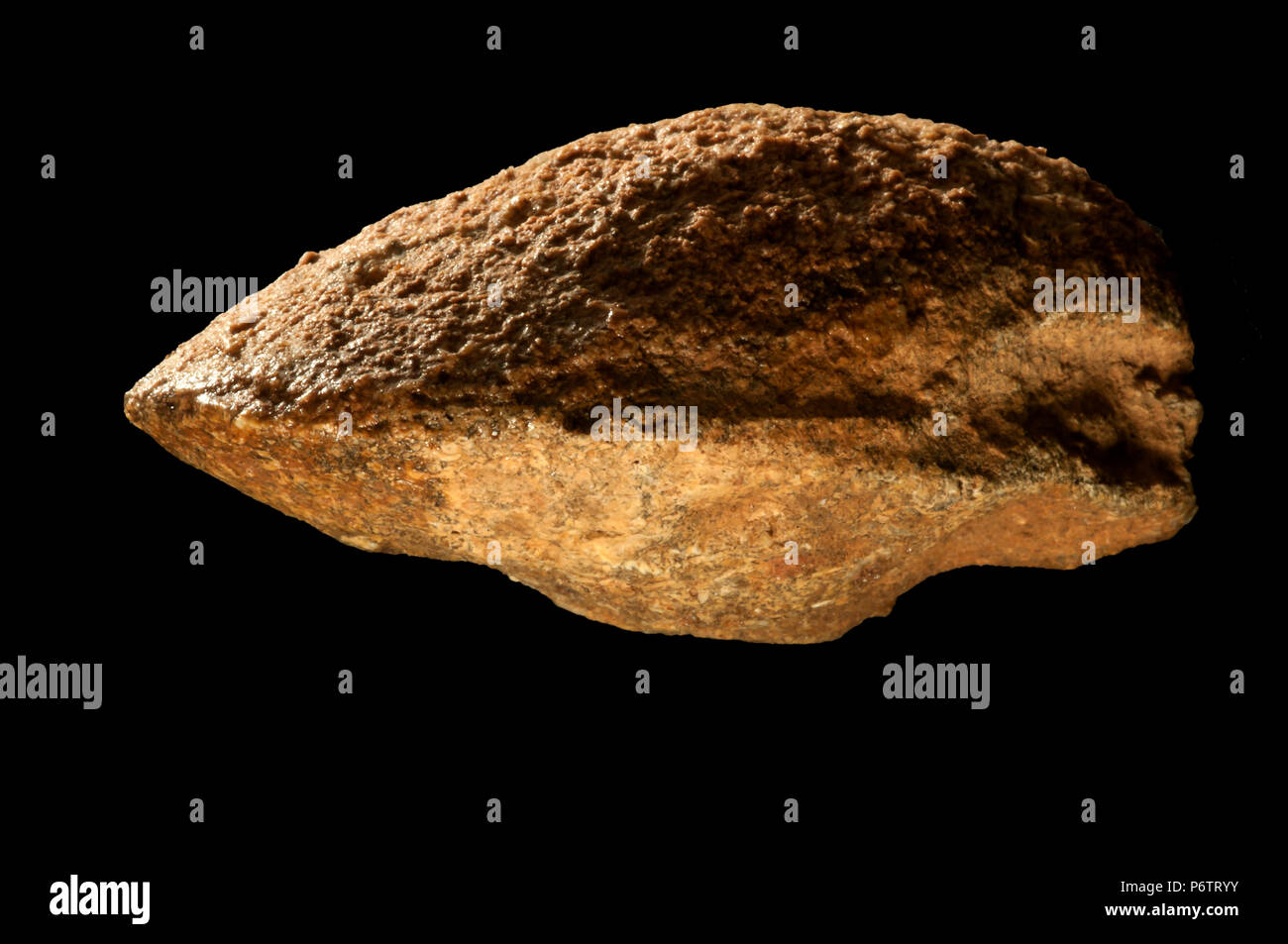 Malacologia: fossile di molluschi. Spagna. Europa Foto Stock