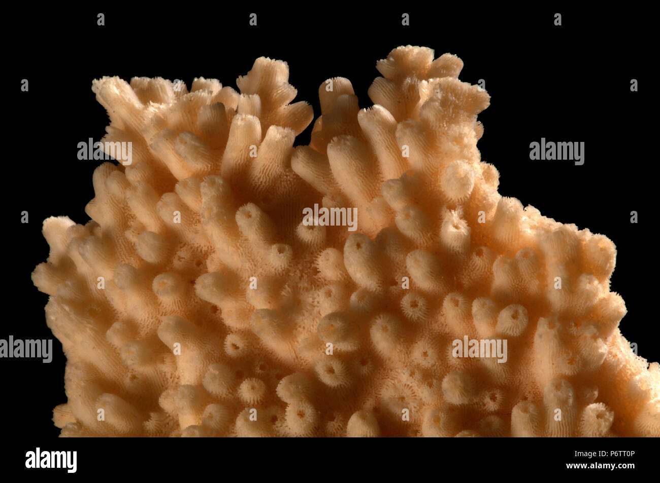 Scheletro di hards colonia di corallo - dettaglio. Spagna. Europa Foto Stock