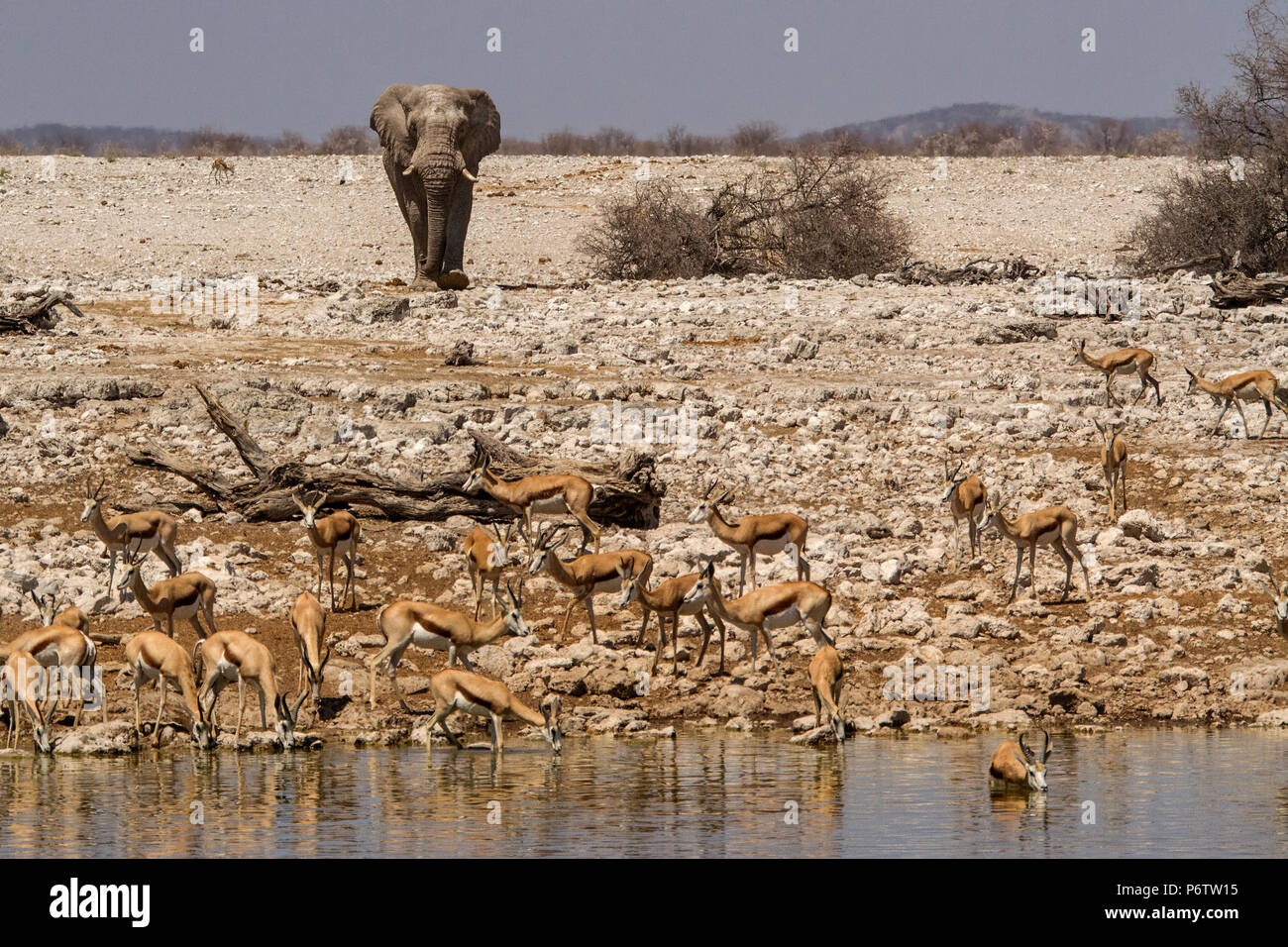 Elefante africano bull - Loxodonta - si avvicina springboks a Okaukuejo waterhole in Etosha Foto Stock