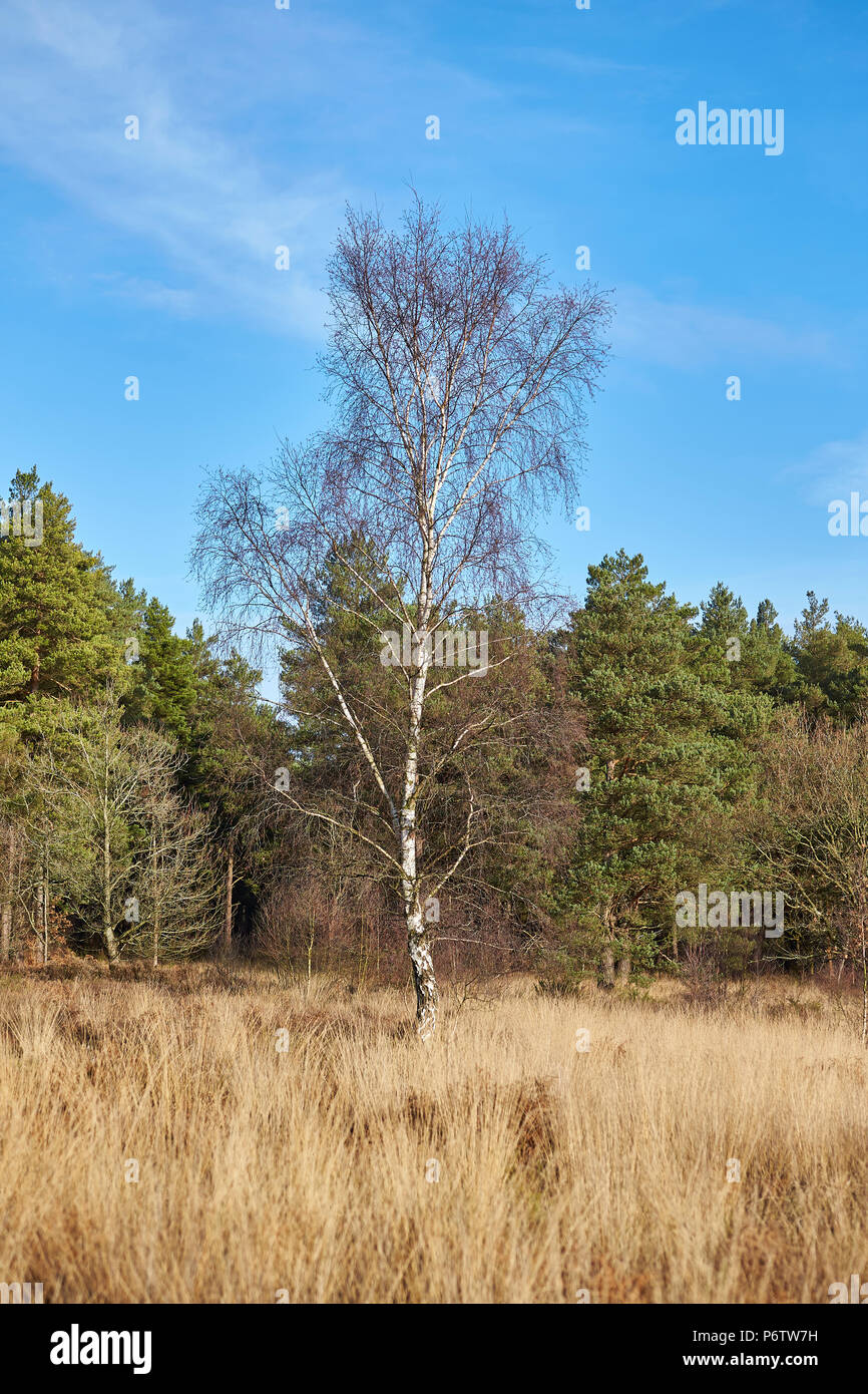 Una solitaria argento betulla (Betula pendula) Senza foglie con altri alberi nel retro terra su un luminoso cielo blu al giorno in inverno Foto Stock