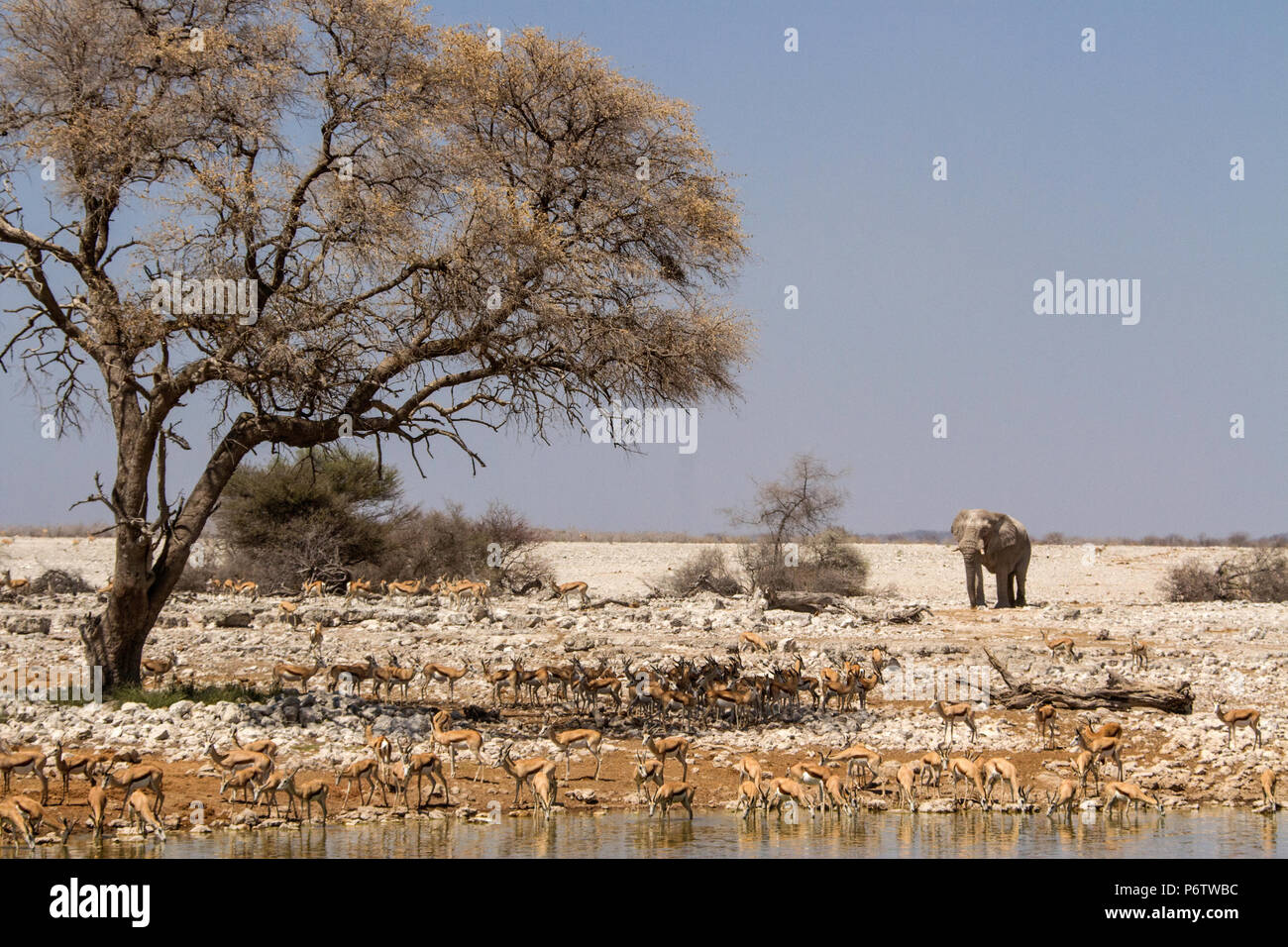Elefante africano bull - Loxodonta - si avvicina springboks a Okaukuejo waterhole in Etosha Foto Stock