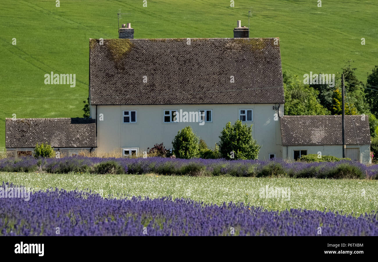 Paesaggio rurale con la casa bianca che si affaccia su campi di lavanda in un allevamento di fiore in Snowshill, il Costwolds REGNO UNITO. Verde collina alle spalle. Foto Stock