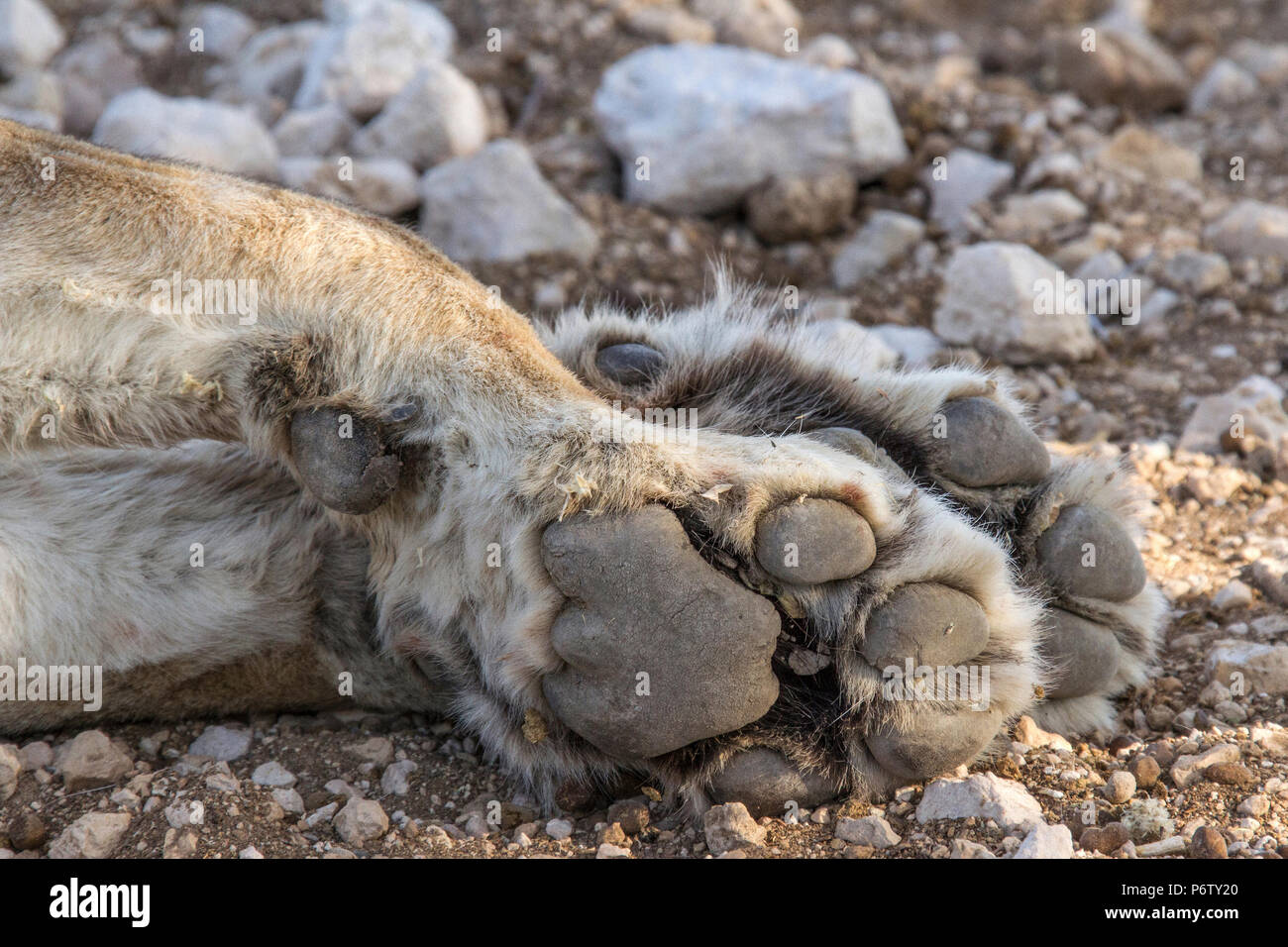 Lion - Panthera leo - in Etosha, Namibia. Shot dettagliati della zampa anteriore o pad. Foto Stock