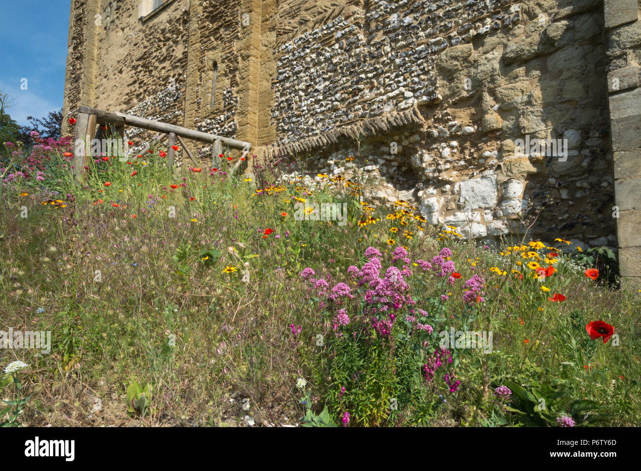 Il Castello di Guildford, Surrey, Regno Unito su una soleggiata giornata estiva - bellissimi fiori selvatici colorati accanto al castello mantenere le pareti Foto Stock