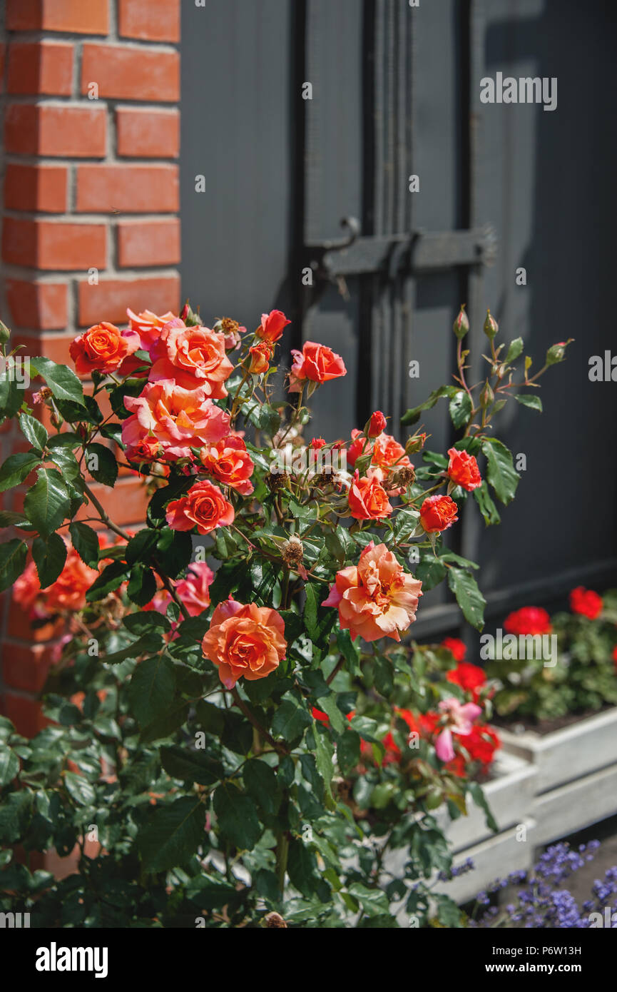 Splendido cespuglio di rose rosse su uno sfondo di un muro di mattoni. Giornata di sole. Foto Stock