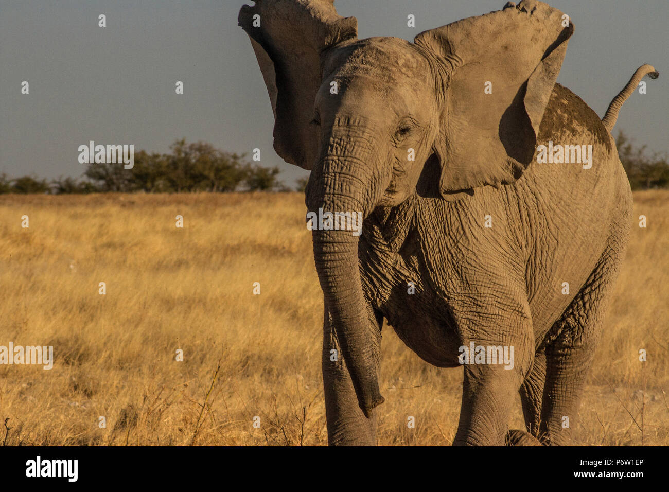 Toro giovane elefante africano - Loxodonta - in piedi vicino sulla testa, le orecchie fuori trumpeting Foto Stock