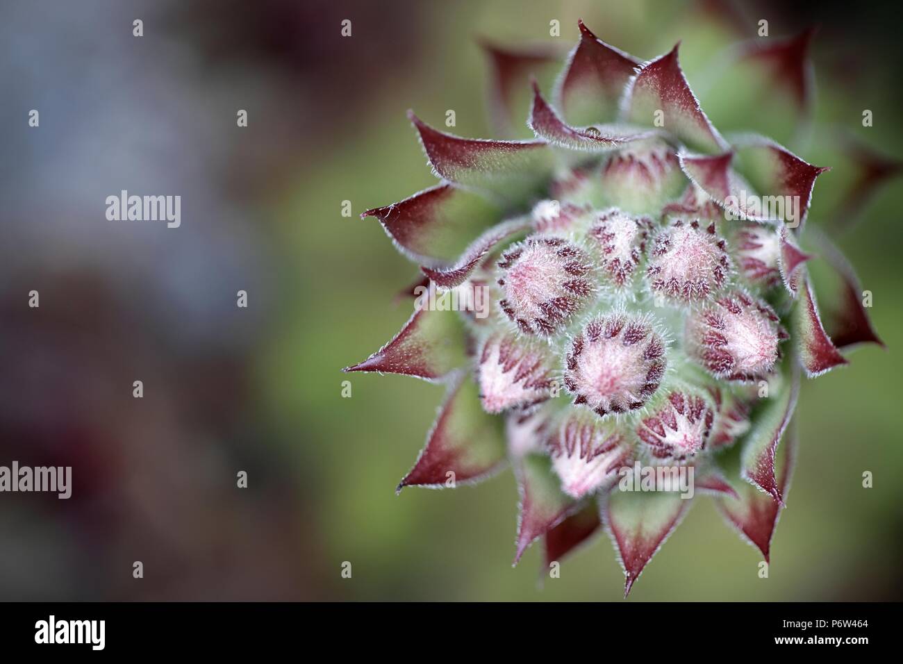 Semprevivo comune o thunder-pianta, Sempervivum copernicia Foto Stock