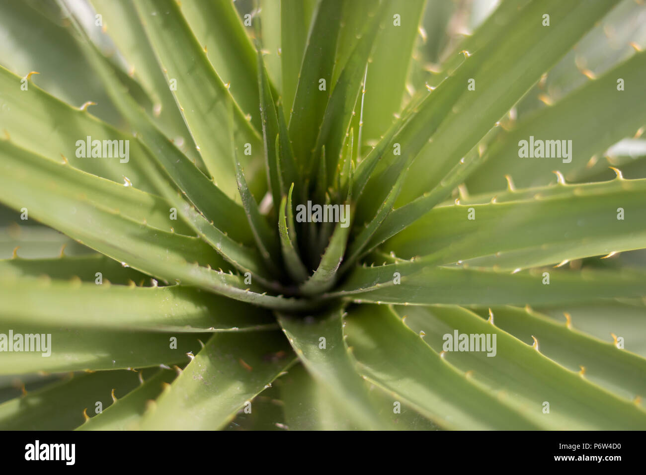 Un aloe vera pianta Foto Stock