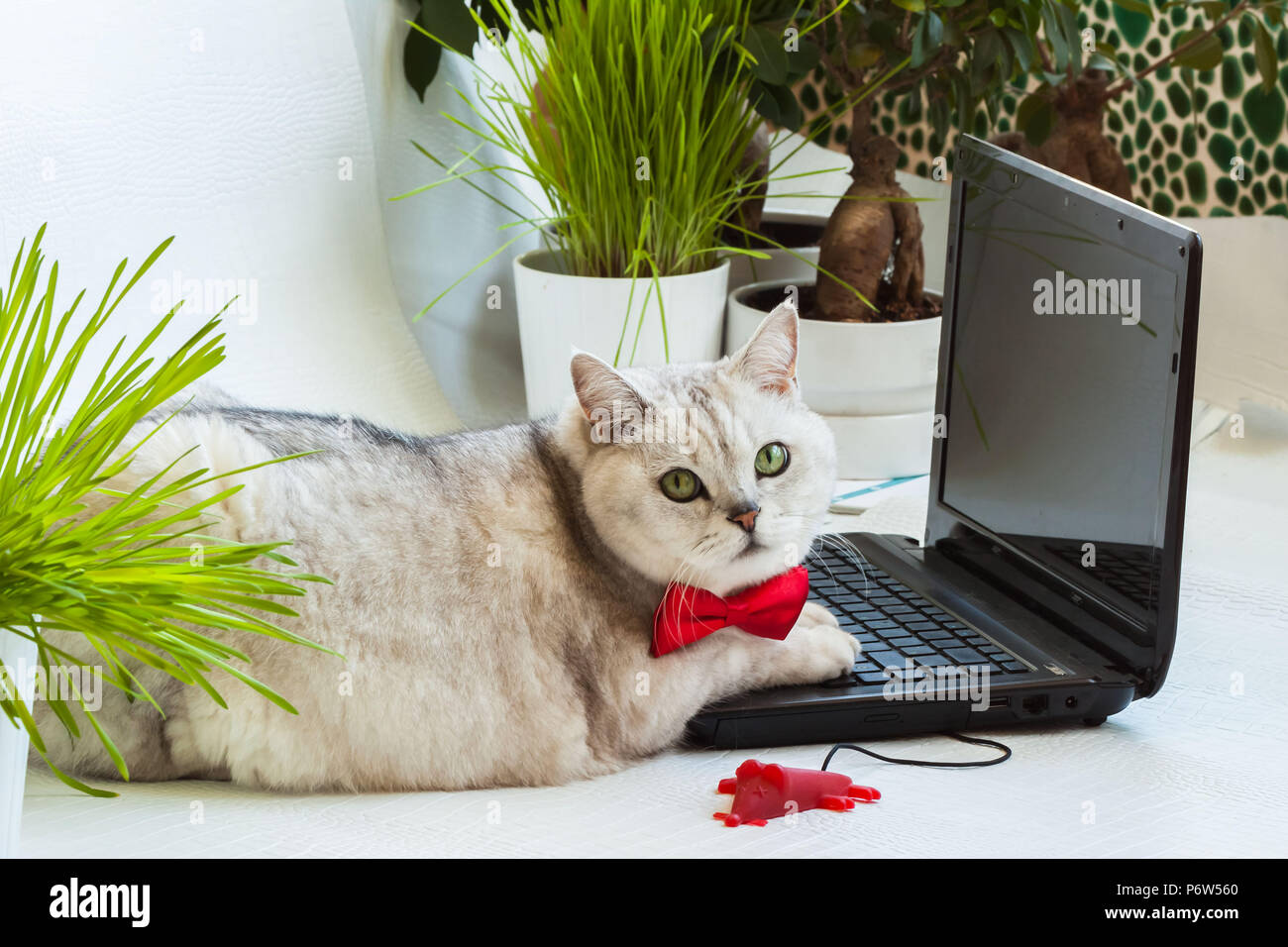 Intelligent stanco gatto solido nella Red bow tie distratti dallo schermo del computer e molto attentamente guardando noi Foto Stock