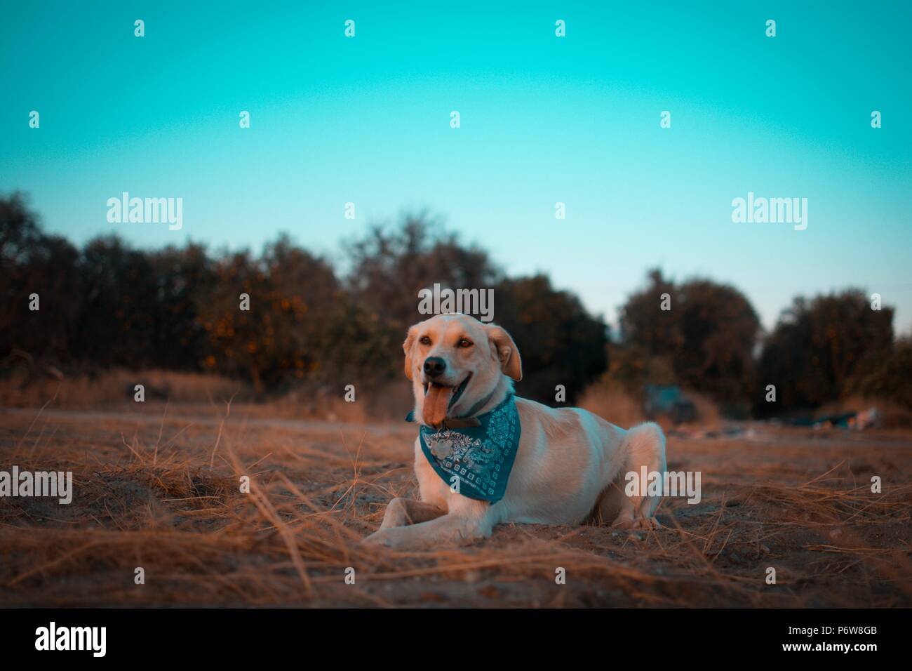 Cane, piano, airshow, collage, Foto Stock