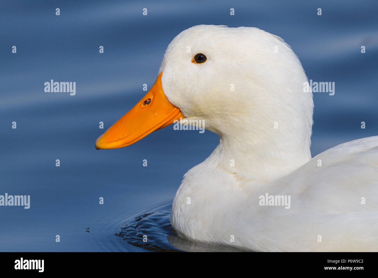 Ritratto di un bianco Mallard duck. Foto Stock