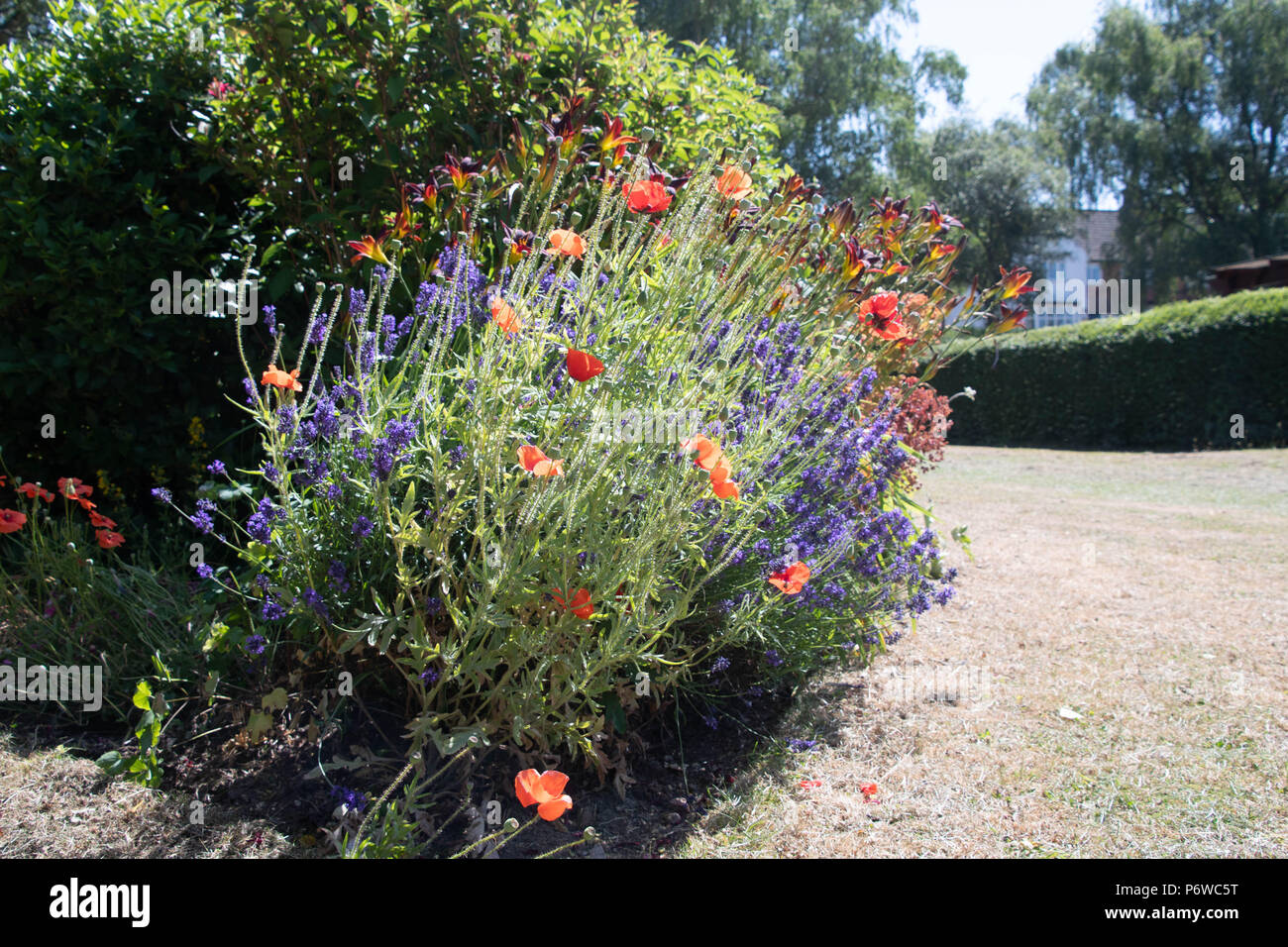 Fiori Selvatici crescono nel giardino estivo Foto Stock