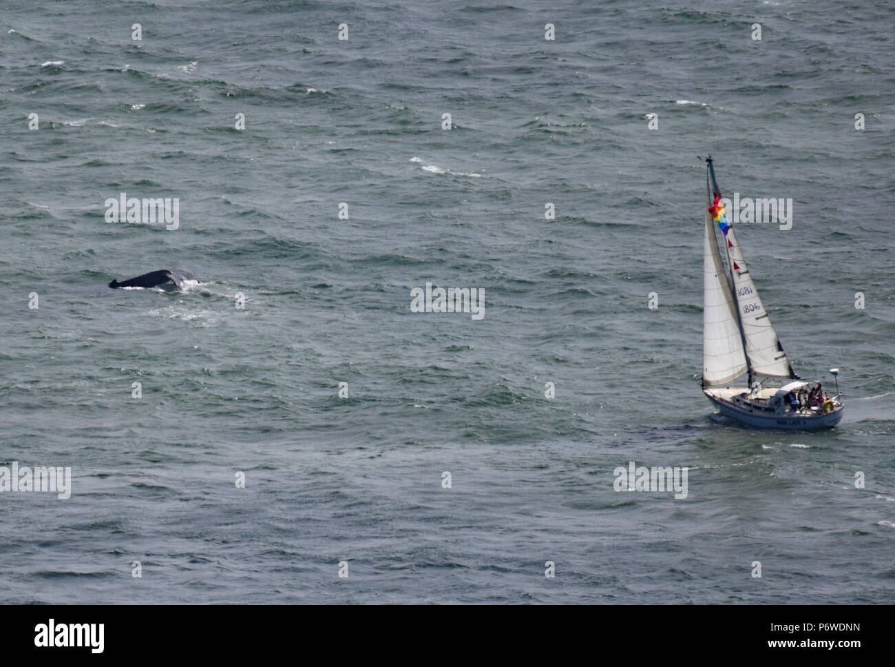 Una barca a vela che insegue un piccolo branco di balene Humpback su un soleggiato fine giornata di primavera nella Baia di San Francisco nel Maggio 27th, 2018 Foto Stock