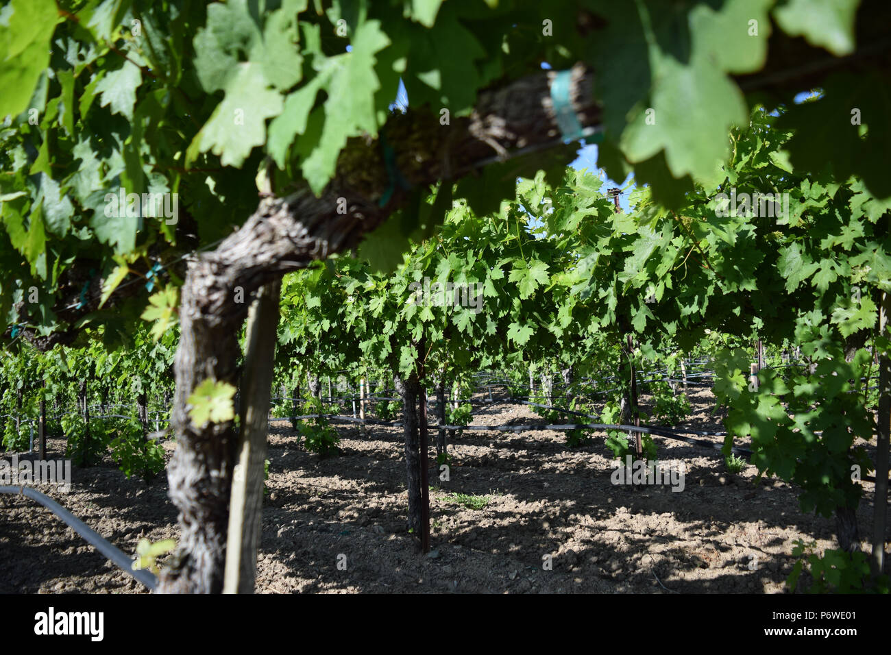 Righe del pluripremiato uve su un Russian River Valley vineyard in Sonoma County, California Foto Stock