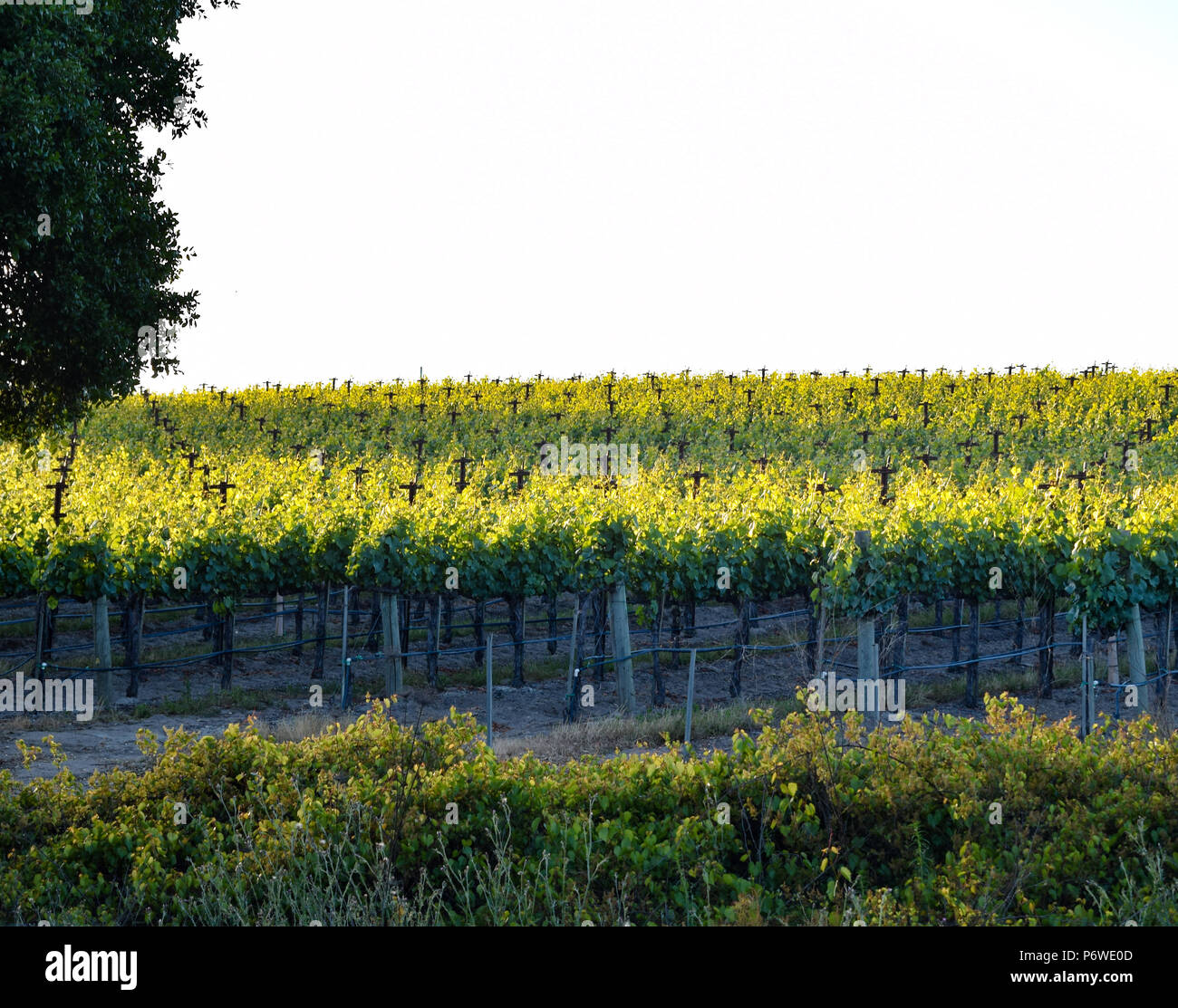 Il sole estivo lentamente set su un vigneto nel cuore della regione del vino della California vicino a Sonoma. Foto Stock