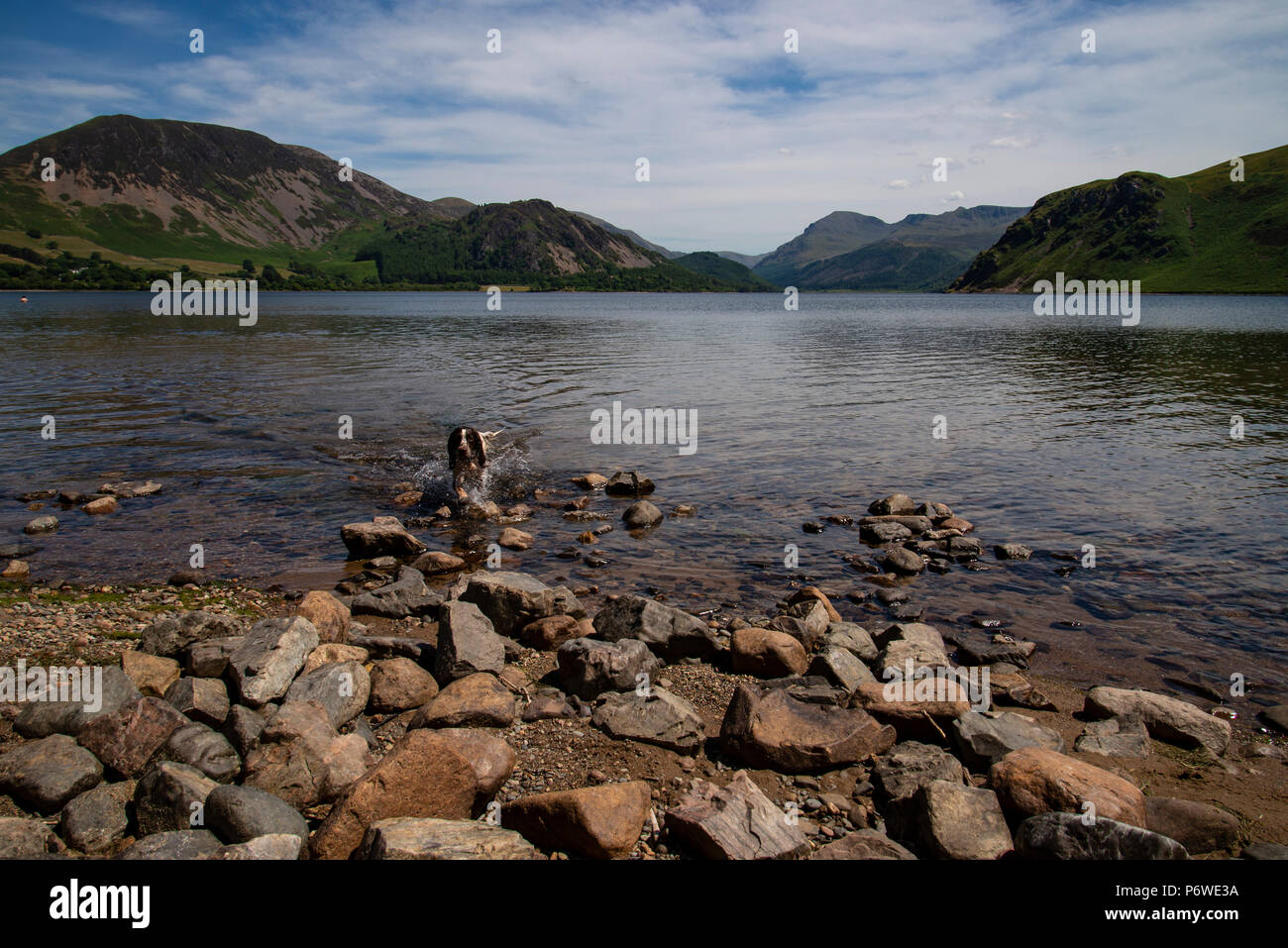 Ennerdale acqua Cumbria occidentale in una calda giornata di sole nel mese di luglio con una springer spaniel cane che corre verso la telecamera dall'acqua Foto Stock