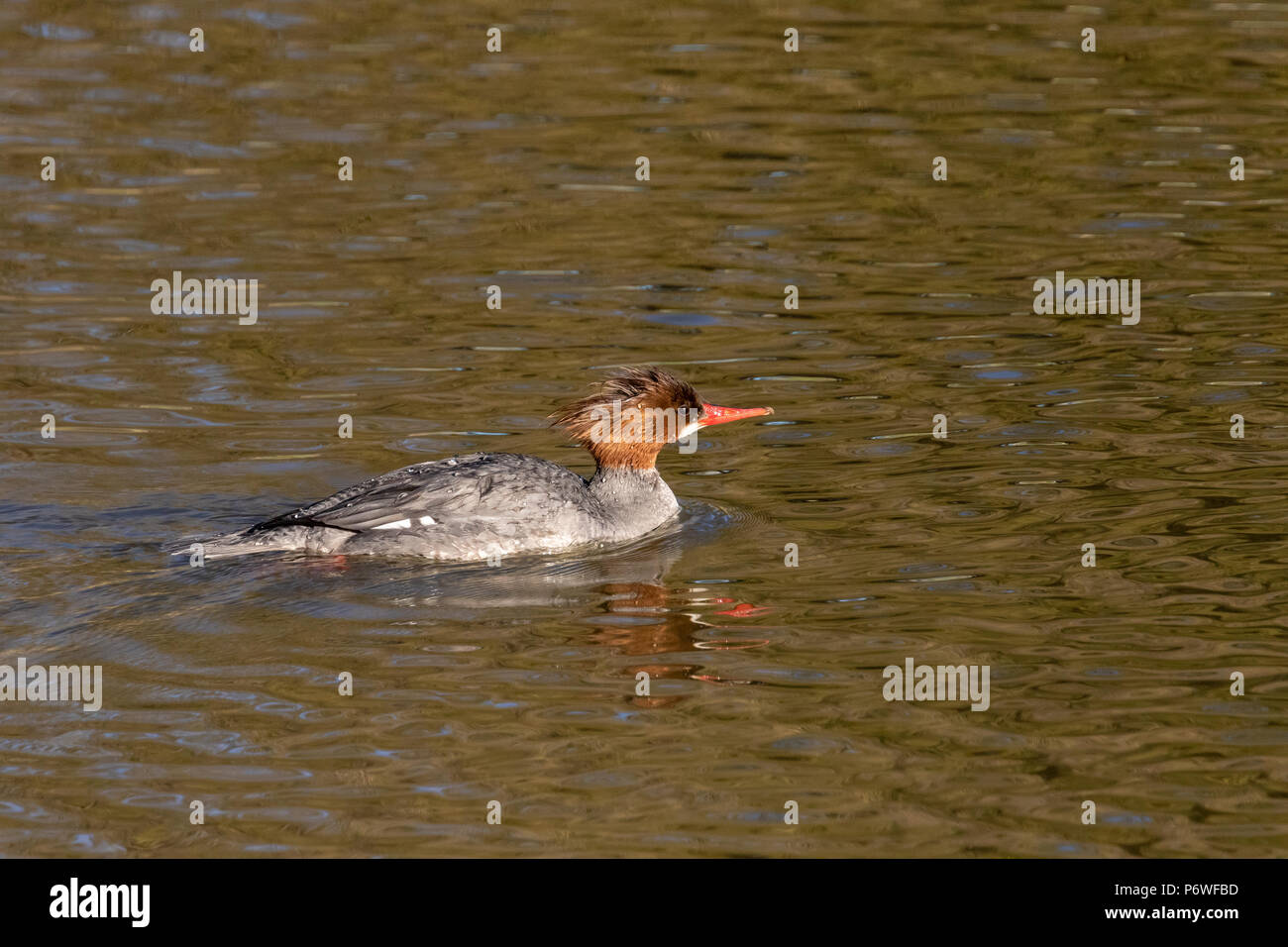 Un comune merganser (Mergus merganser) nuotare nel lago Klamath superiore, vicino a Putnam punto, Klamath Falls. Foto Stock