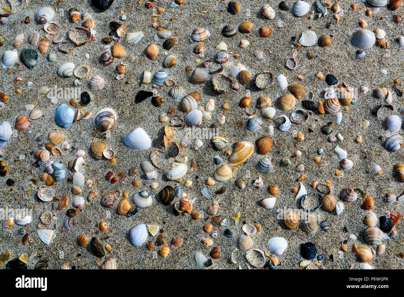 Conchiglie sulla spiaggia di Northland e Nuova Zelanda Foto Stock