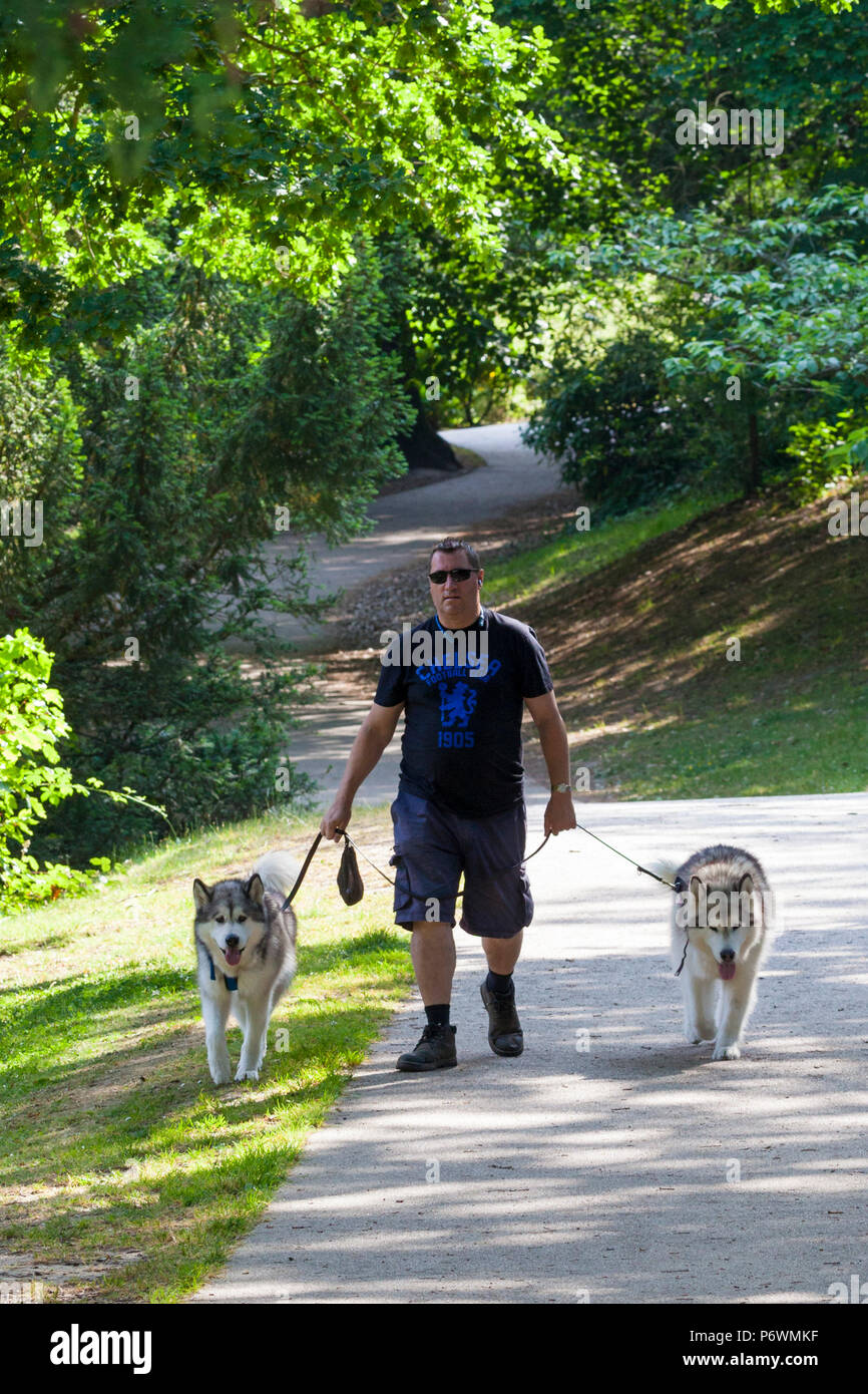 Hastings, East Sussex, Regno Unito. 3 lug 2018. Regno Unito: Meteo Sole e caldo per iniziare la giornata in Hastings con un sacco di gente che passeggia in Alexandra park e paesaggistici dal celebre giardiniere Robert Marnock nel 1878. La copertura 109 acri è un grado 2 sito designato. Le temperature sono dovrebbe superare 21°C. Un uomo cammina i suoi cani sulla porta su uno dei numerosi sentieri che circondano il parco. Photo credit: Paolo Lawrenson / Alamy Live News Foto Stock