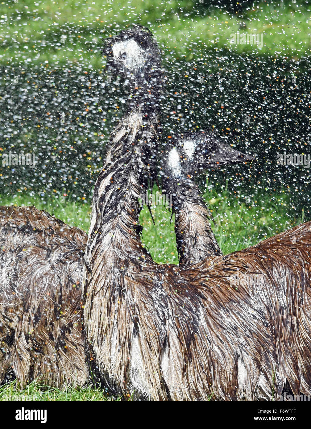 Germania, Karlsruhe. 03 Luglio, 2018. Allo Zoo e a causa del tempo caldo l'emu Cesare e Cleopatra ottenere una doccia. Nonostante il fatto che la grande ratiti provengono da un clima più mite, essi sono ancora amanti del quotidiano offerto doccia. A causa della evaporazione dell'acqua in il piumaggio, raffreddamento continuerà per un lungo periodo di tempo. Credito: Uli Deck/dpa/Alamy Live News Foto Stock