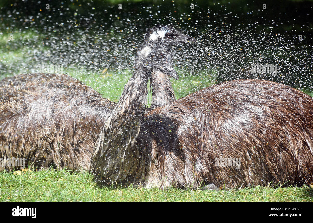 Germania, Karlsruhe. 03 Luglio, 2018. Allo Zoo e a causa del tempo caldo l'emu Cesare e Cleopatra ottenere una doccia. Despice il fatto che la grande ratiti provengono da un clima più mite, essi sono ancora amanti del quotidiano offerto doccia. A causa della evaporazione dell'acqua in il piumaggio, raffreddamento continuerà per un lungo periodo di tempo. Credito: Uli Deck/dpa/Alamy Live News Foto Stock