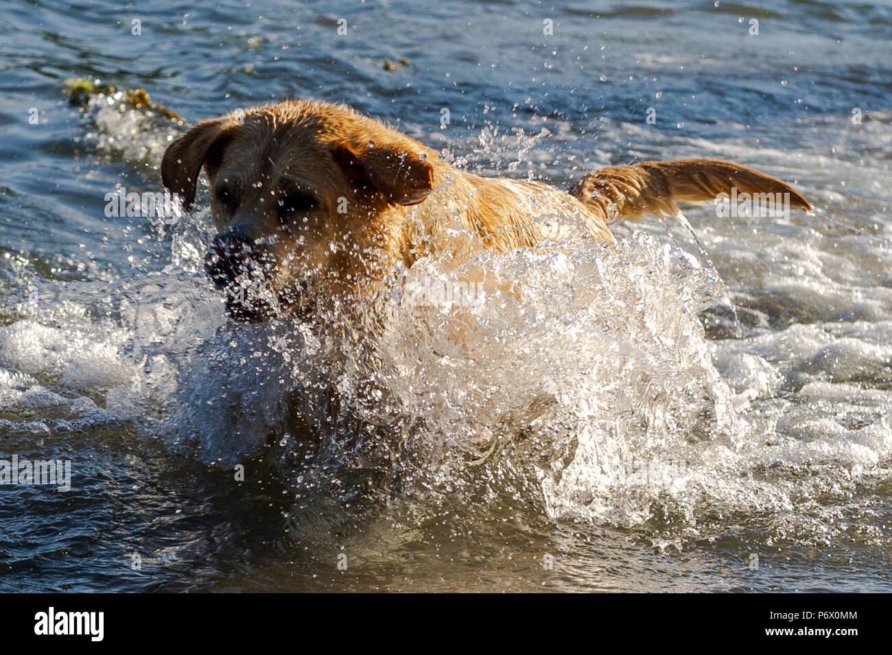 Schull, West Cork, Irlanda . 3 Luglio, 2018. Lucy, il 7 anno vecchio Golden Labrador, riproduce in mare questa sera. L'ondata di caldo non mostra alcun segno di terminante con temperature meteo per essere in alta 20°'s Celsius per almeno una settimana. Credito: Andy Gibson/Alamy Live News. Foto Stock