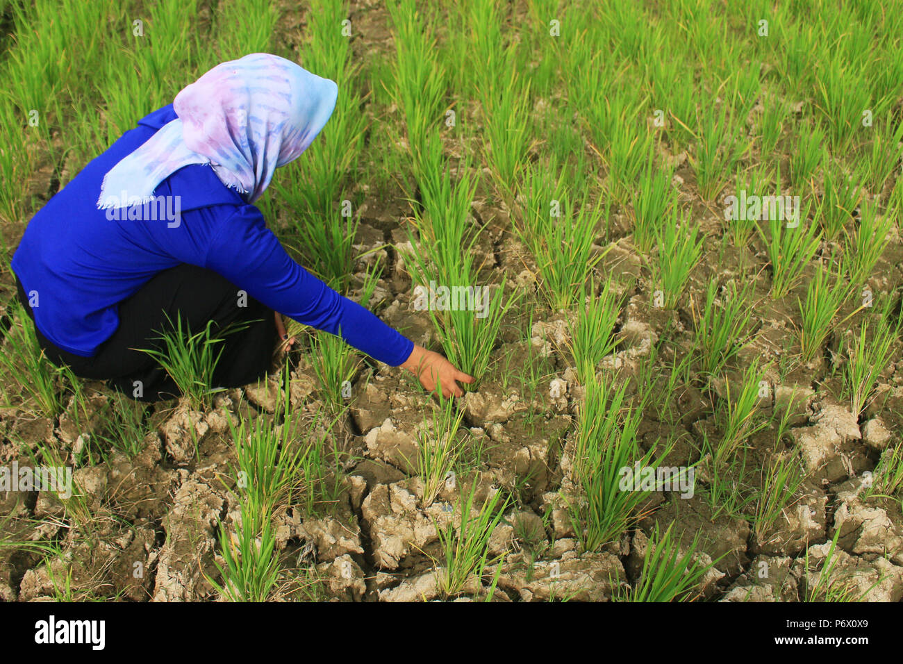 Meulaboh, Aceh, Indonesia. 3 Luglio, 2018. Una femmina di agricoltore pesti di pulizia sui campi di riso colpita dalla siccità.Una siccità e irregolare meteo hit Aceh il 28 luglio 2017 e diverse altre province in Indonesia hanno indotto per ritagliare i guasti e gli incendi boschivi. Credito: Mimi Saputra SOPA/images/ZUMA filo/Alamy Live News Foto Stock