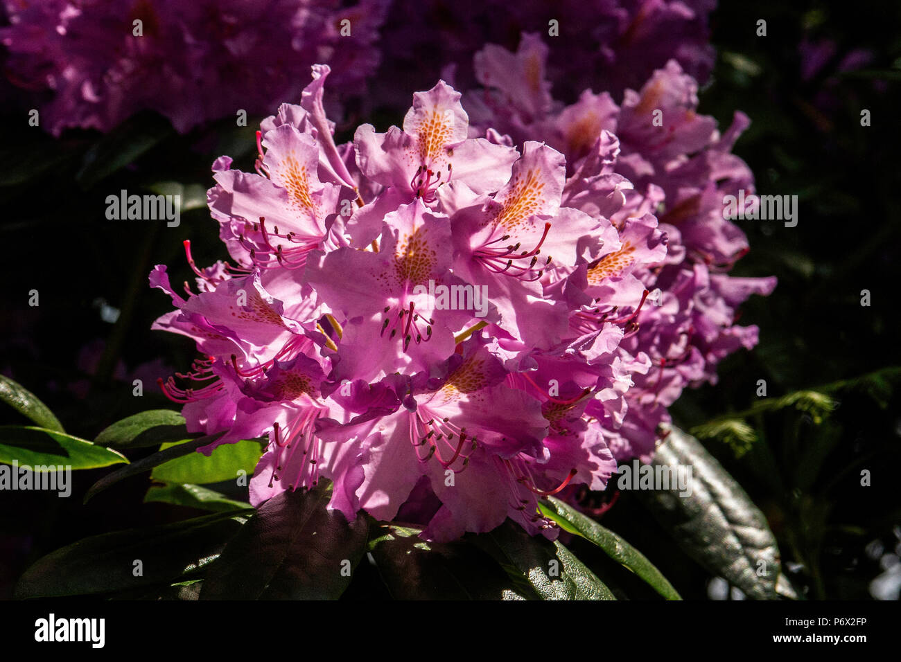 Rosa testa di rododendro mostra petali e stami Foto Stock