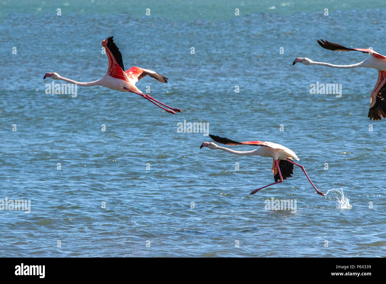 Tre fenicotteri maggiore - Phoenicopterus Roseus - il decollo dalla baia a Luderitz Foto Stock