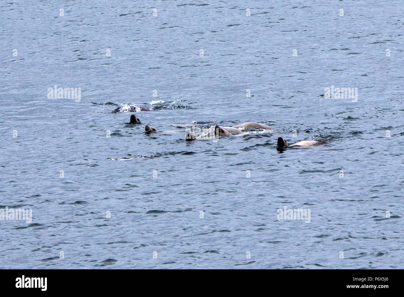 Steller leoni marini, Juneau, Alaska, STATI UNITI D'AMERICA, lunedì, 21 maggio 2018. Foto Stock