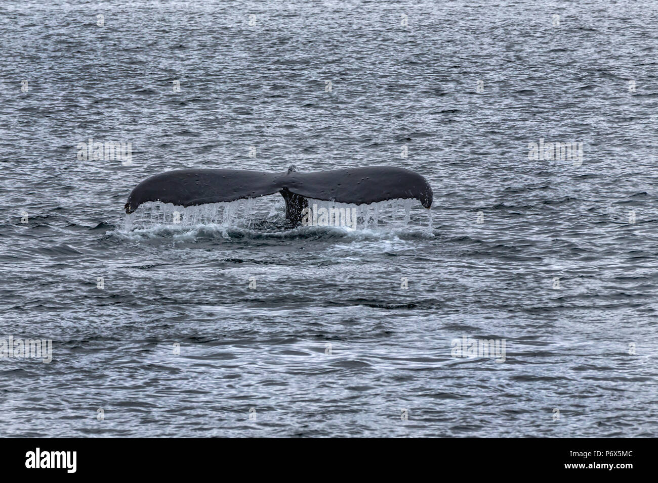 Humpback Whale, Juneau, Alaska, STATI UNITI D'AMERICA, lunedì, 21 maggio 2018. Foto Stock