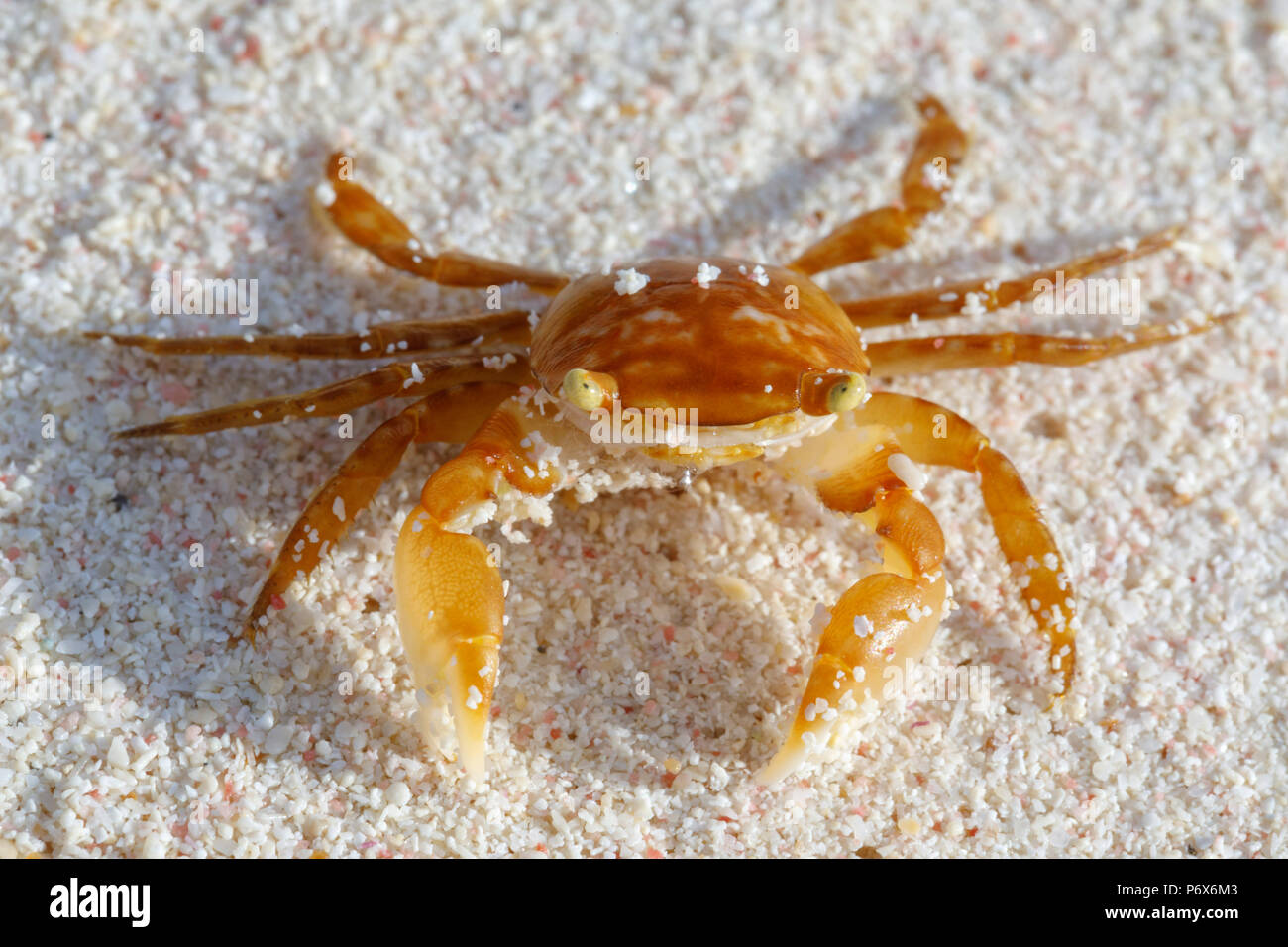 Granchio di mare su una rosa di spiaggia di sabbia in Bermuda Foto Stock