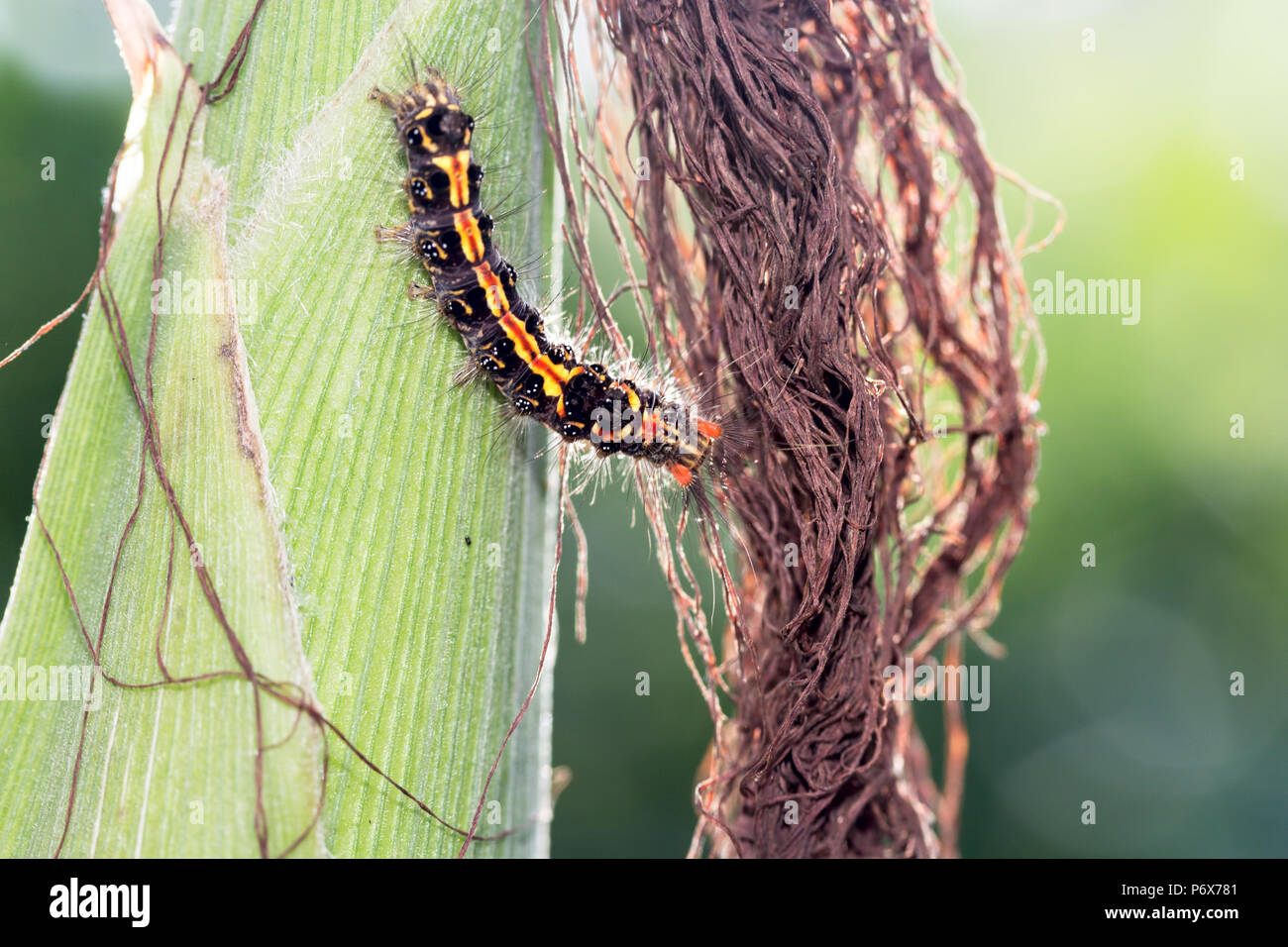 Moth caterpillar di indiani subcontinet su di una varietà di mais Foto Stock