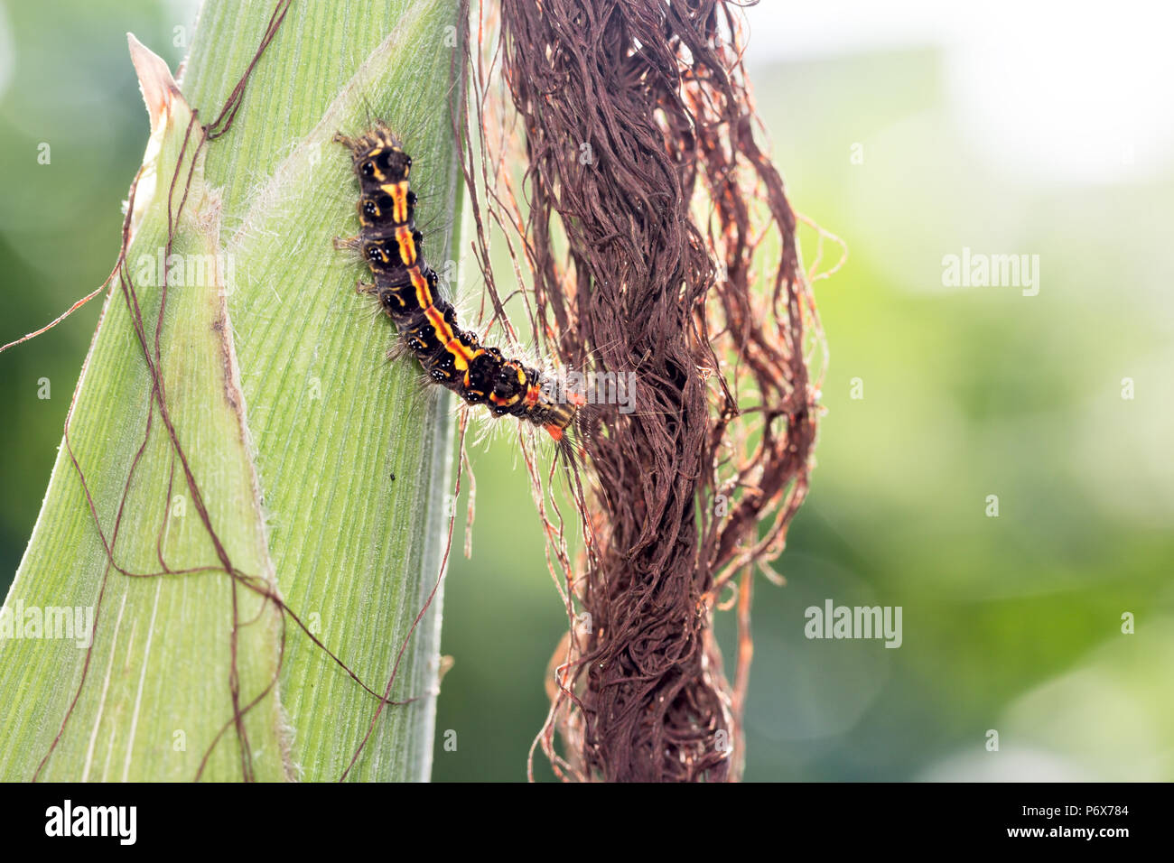 Moth caterpillar di indiani subcontinet su di una varietà di mais Foto Stock