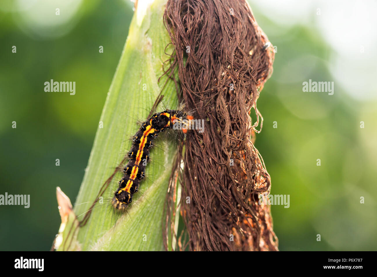 Moth caterpillar di indiani subcontinet su di una varietà di mais Foto Stock