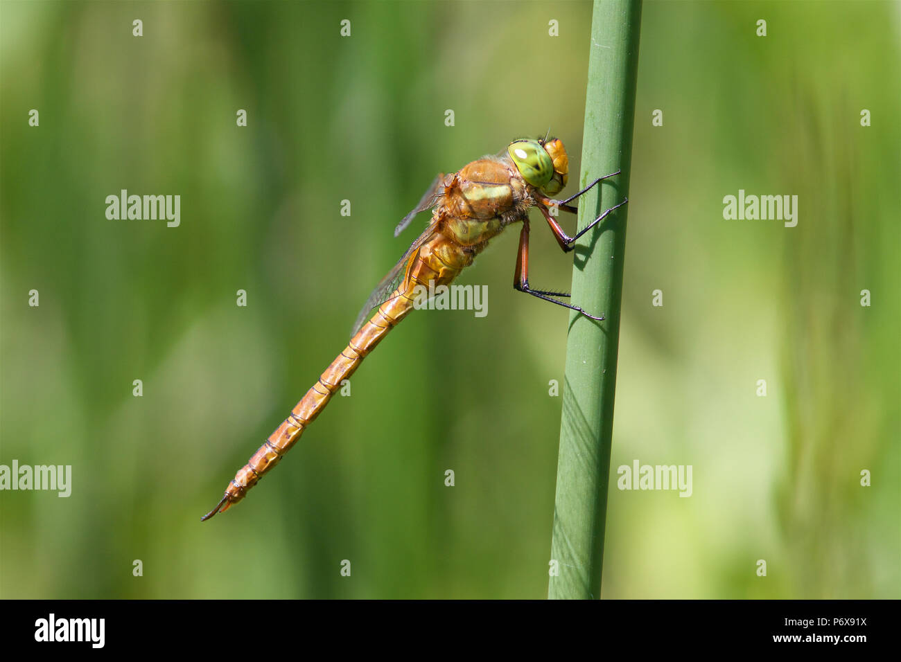 Norfolk Hawker dragonfly noto anche come un verde-eyed Hawker, appoggiato su un gambo reed in estate il sole. Foto Stock