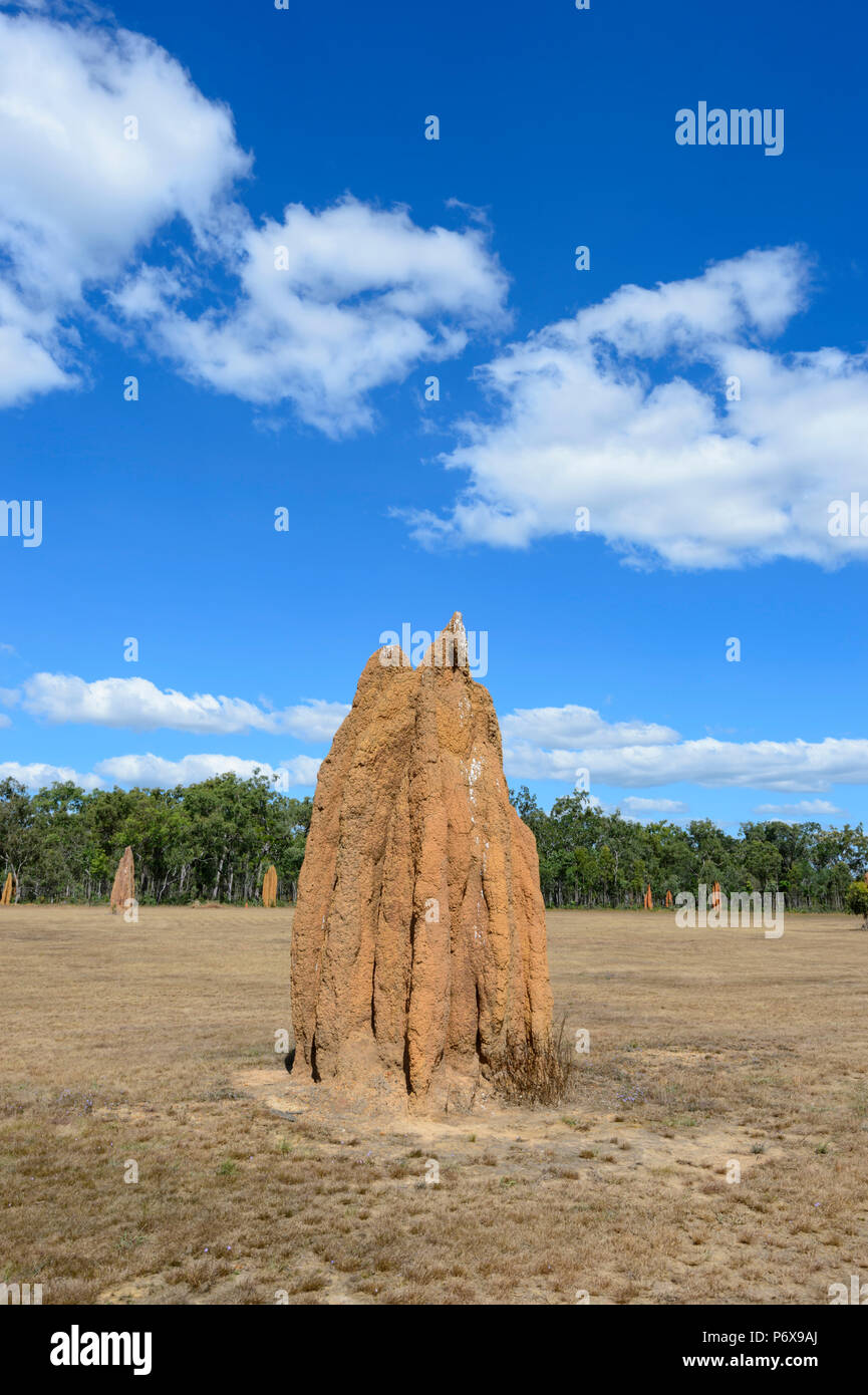 Una grande cattedrale termite tumuli in un campo a giunzione Bramwell, Cape York Peninsula, estremo Nord Queensland, FNQ, QLD, Australia Foto Stock