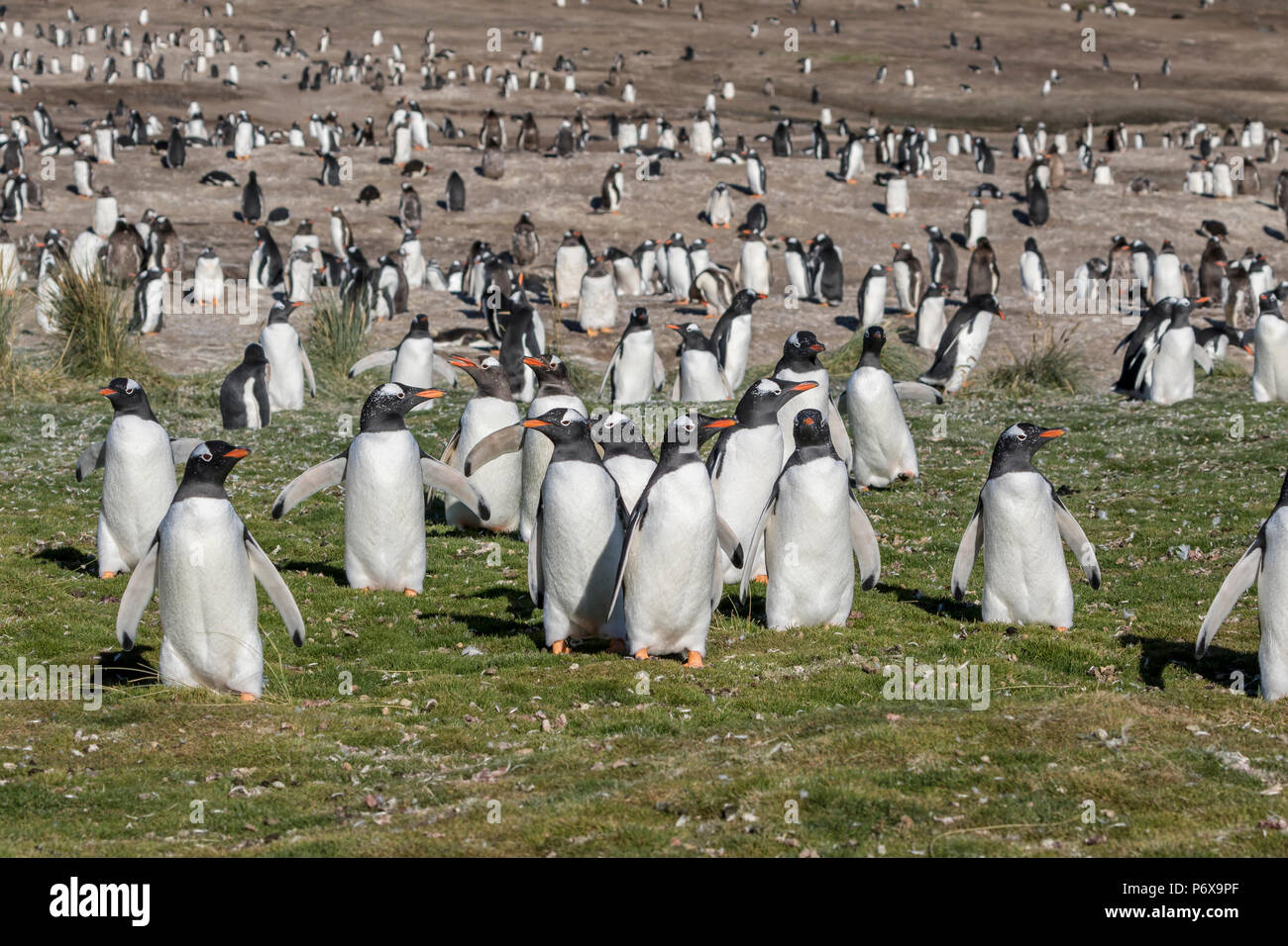 Gentoo colonia di pinguini a Grave Cove, West Falkland, Isole Falkland Foto Stock