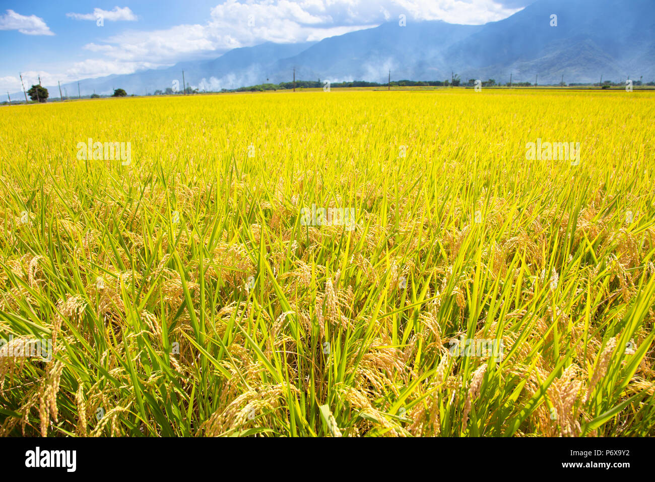 Closeup bel giallo campo di riso Foto Stock