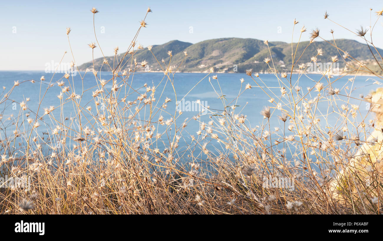 Erba secca e fiori con mare ancora su uno sfondo. Il paesaggio costiero dell'isola di Zante, Grecia Foto Stock