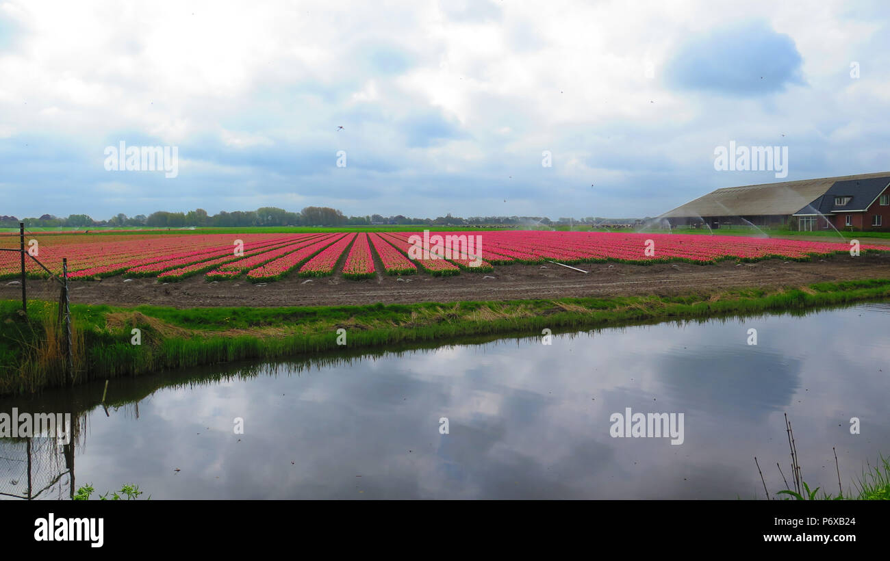 Tulipani rossi di essere abbeverati in Paesi Bassi Foto Stock