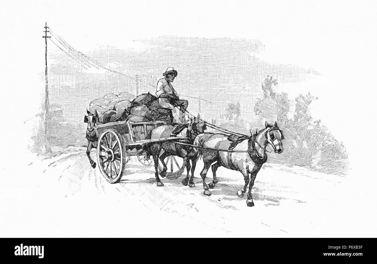 Incisione di un carro portante il raccolto di patate al mercato di Victoria, Australia. Dal pittoresco Atlas dell Australasia Vol 2, 1886 Foto Stock