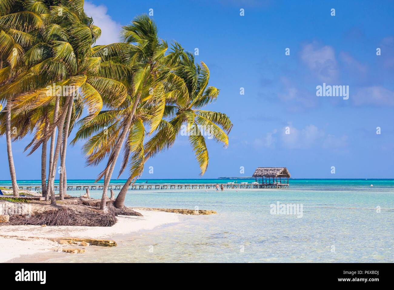Cuba, Jardines del Rey, Cayo Guillermo, Playa El Paso, palme sulla spiaggia di sabbia bianca Foto Stock
