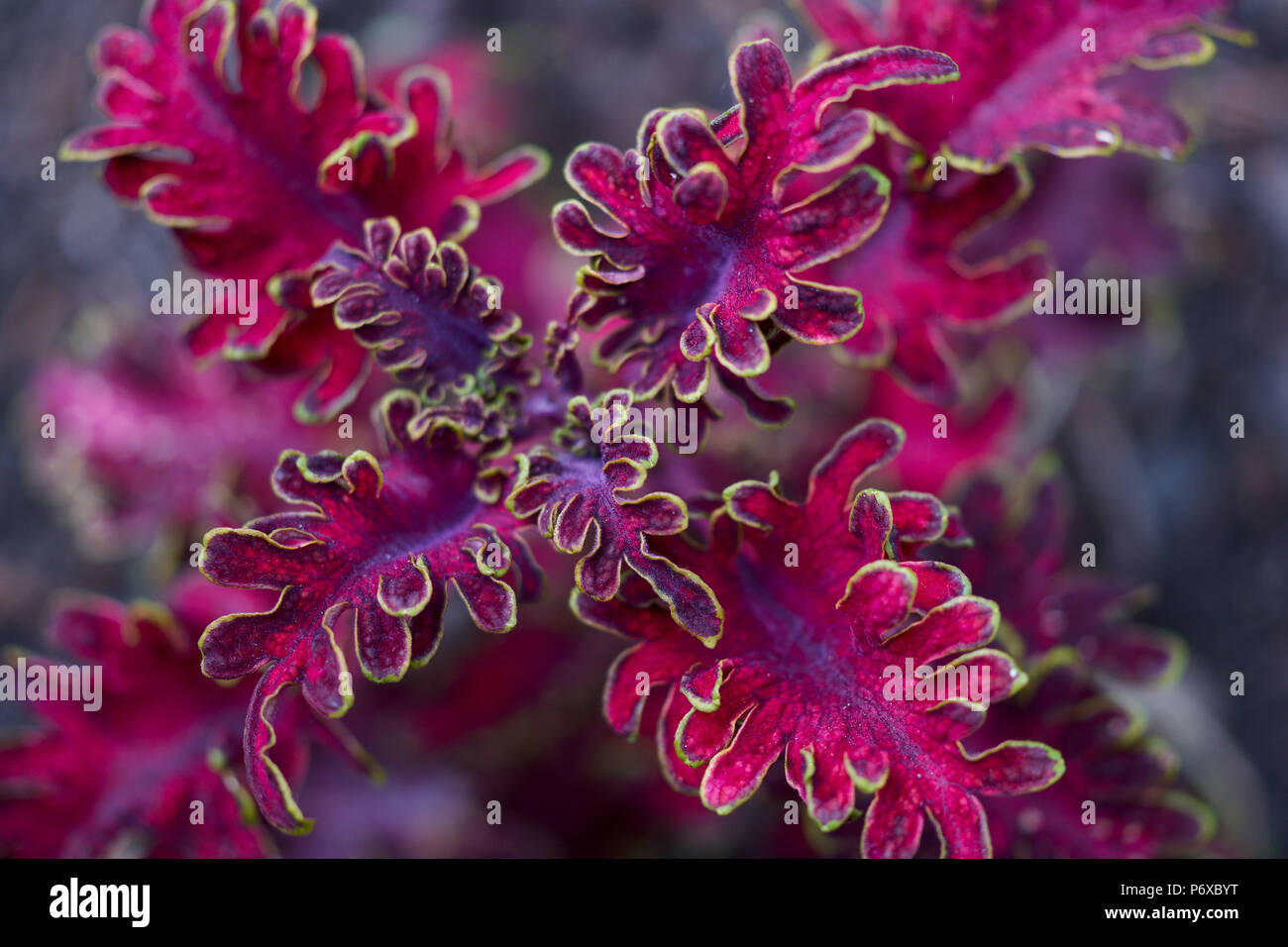 Deep Purple Solenostemon scutellarioides Malibu fiore rosso close up Coleus blumei Plectranthus scutellarioides dipinto di ortica Foto Stock