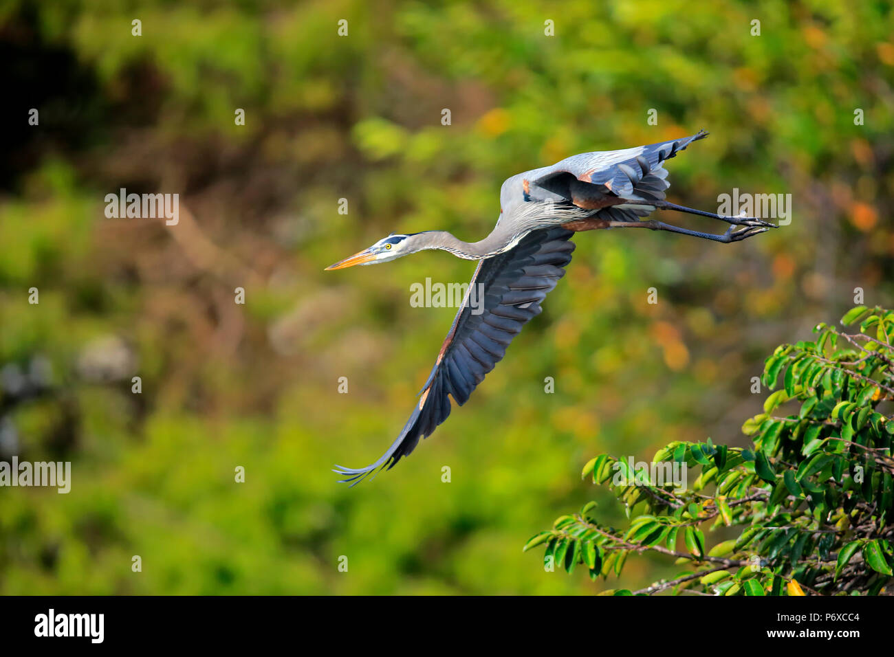 Airone blu, adulti battenti, Wakodahatchee zone umide, Delray Beach, Florida, Stati Uniti d'America, Ardea erodiade Foto Stock