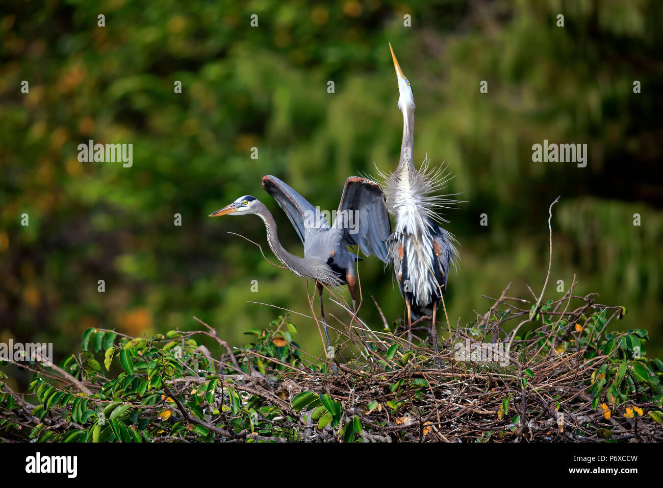 Airone blu, adulto giovane a nido corteggiamento, Wakodahatchee zone umide, Delray Beach, Florida, Stati Uniti d'America, Ardea erodiade Foto Stock
