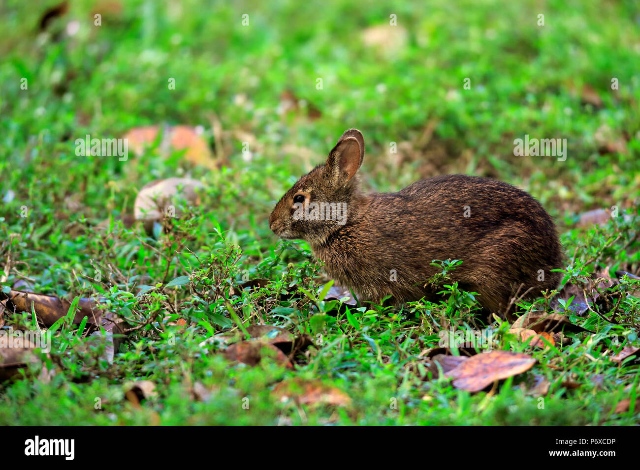 Coniglio di palude, adulto, Wakodahatchee zone umide, Delray Beach, Florida, Stati Uniti d'America, Sylvilagus palustris Foto Stock